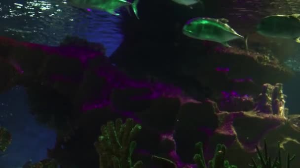 Fundo e espaço de cópia. Lentamente nadando peixes subaquáticos no oceano com estruturas de pedra
 - Filmagem, Vídeo