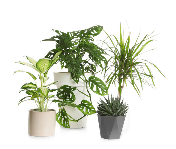 Pots with different exotic plants isolated on white. Home decor - Foto, Imagen