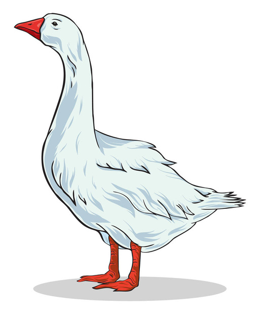 Colorful vector illustration of goose. Domestic fowl with transparent background - Vecteur, image