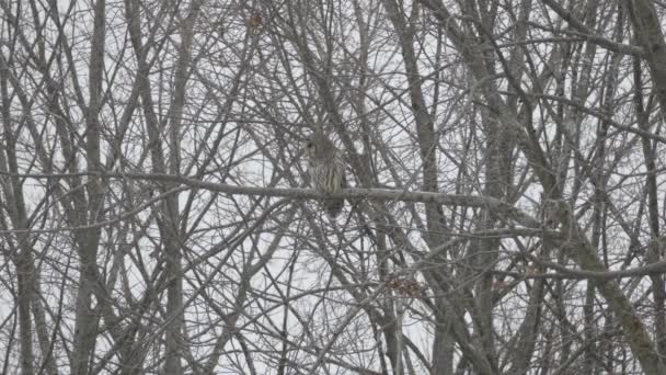 Owl in the wild turns around before taking off and flying away from tree branch - Séquence, vidéo
