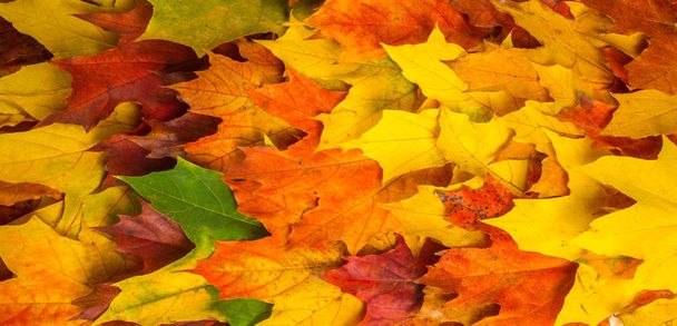 Осінній живопис, осіннє кленове листя, різні кольори. Жовтий
,  - Фото, зображення