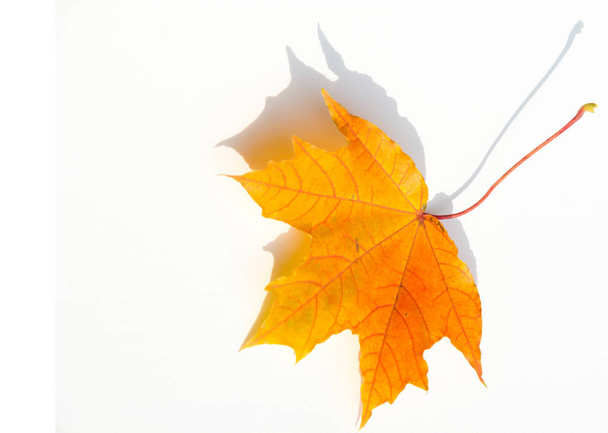Textura de fondo, patrón. Hojas de arce colorido otoño. Arce
 - Foto, Imagen