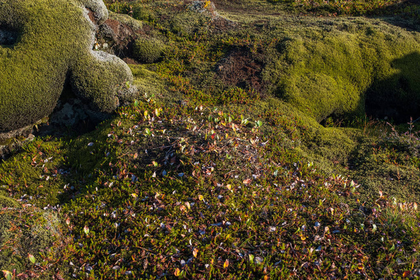 lávamezők mohával borított lávakövekkel Izlandon. 2019. szeptember - Fotó, kép