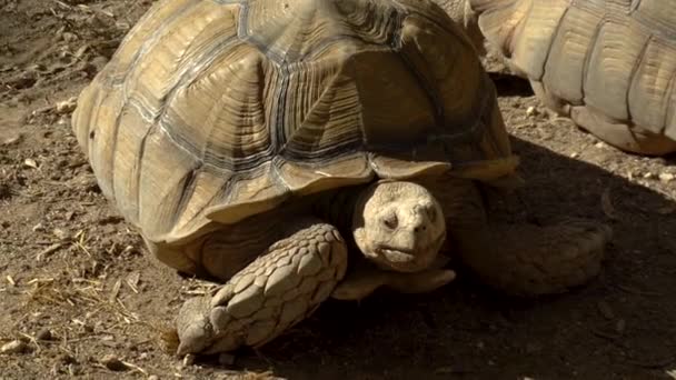 Gran primer plano de tortuga vieja. La tortuga se sienta en su lugar. Animales antiguos en África - Metraje, vídeo