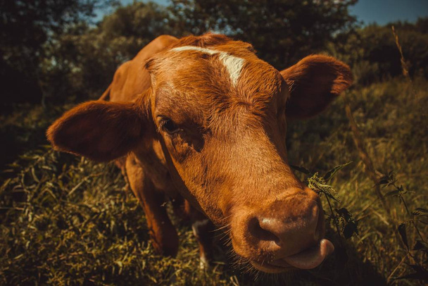 young cash cow grazing in a green meadow. - Zdjęcie, obraz