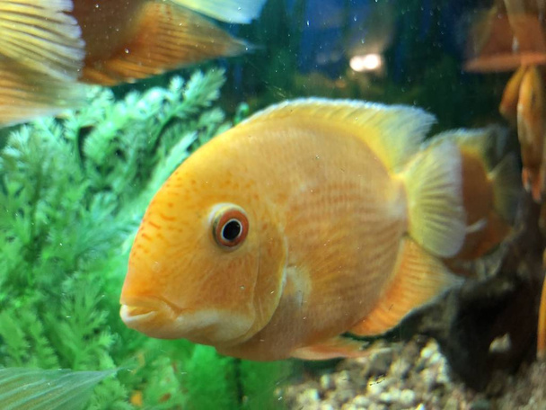 Оранжевые рыбы в аквариумной воде
 - Фото, изображение