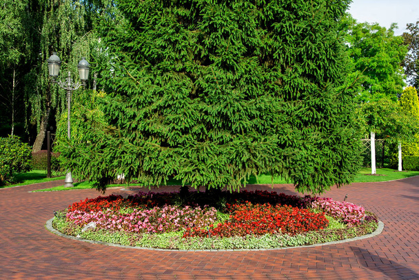 a park virágágyás vörös virágokkal és egy fenyőfa tűkkel a gyalogos járdán készült kő csempe egy napos nyári napon, senki. - Fotó, kép