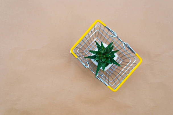 Pequeña planta en maceta suculentas o cactus en pequeña cesta de la compra sobre fondo artesanal. Concepto de compras online
 - Foto, imagen