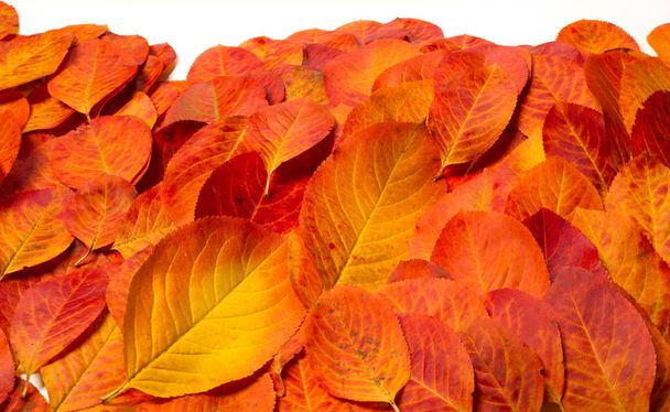 texture, sfondo, modello, foglie autunnali, co saturo luminoso
 - Foto, immagini