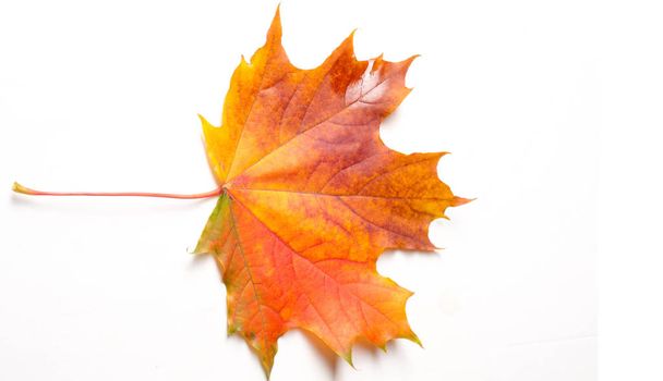 秋の絵画、秋のカエデの葉、白い背に孤高の葉 - 写真・画像