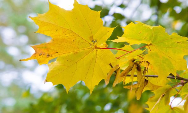 Podzimní krajina fotografování, javorový strom nebo keř s lněné  - Fotografie, Obrázek