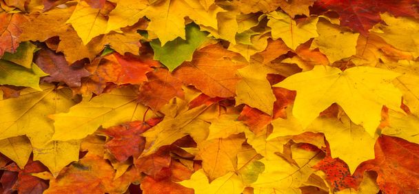 Herfst schilderij, herfst Maple bladeren, verschillende kleuren. Geel,  - Foto, afbeelding