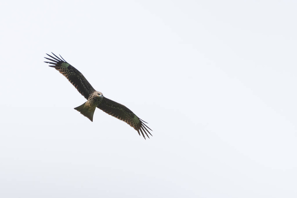 Immature Black-eared Kite (Milvus migrans lineatus) soaring in the blue sky and clouds during migration season at Khao Dinsor, Thailand. - Photo, Image