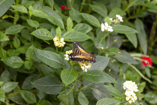 アメリカ ヒメアカタテハ蝶 (ヴァネッサ virginiensis) 低木で白い花を供給します。自然な緑色の背景コピー スペース. - 写真・画像