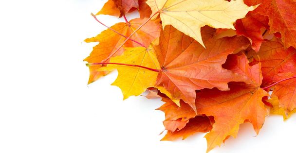 Текстура тла, візерунок. Осіннє різнокольорове кленове листя. Мейпл
 - Фото, зображення