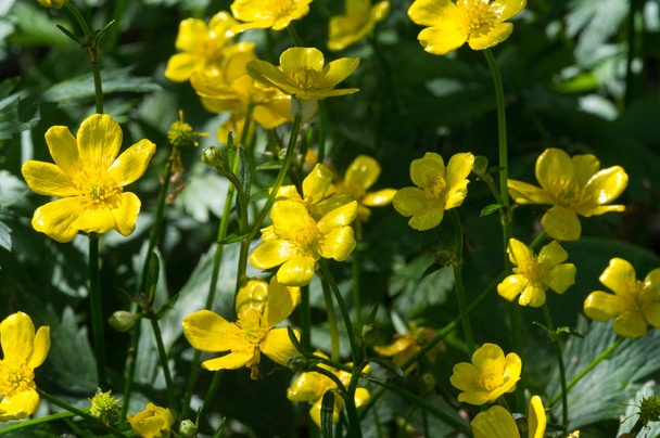 Ranunculus acris es una especie de planta con flores perteneciente a la familia R.
 - Foto, Imagen