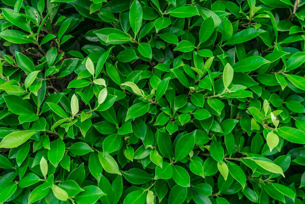 Zielone liście tekstury w ogrodzie na tle - Zdjęcie, obraz