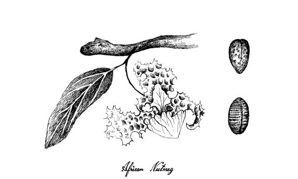 Hand Drawn of African Nutmeg Fruits and Flower - Vector, Image