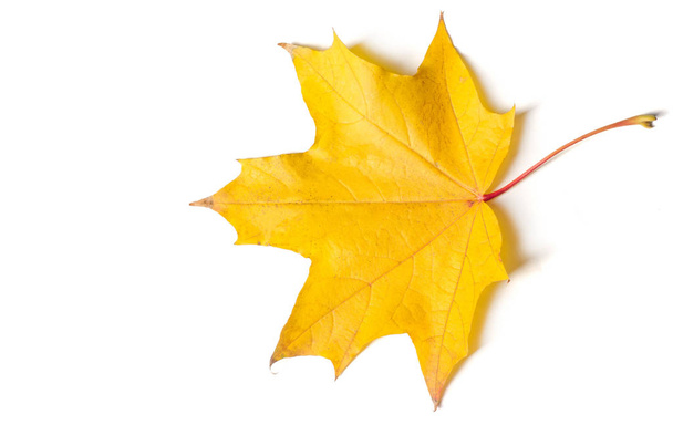 Jesienny obraz, Jesienne liście klonu, Samotny liść na białym bac - Zdjęcie, obraz