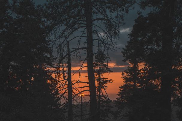 Fabulous sunset in mountain forest with a big trees . Sequoia National Park - Foto, imagen
