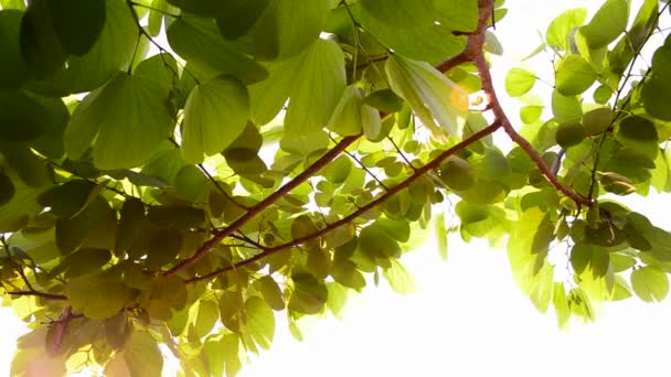 lumière du soleil et feuilles vertes, fond naturel - Séquence, vidéo
