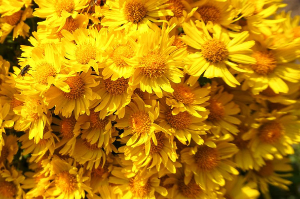 Blooming autumn flowers of yellow chrysanthemums. - Photo, Image