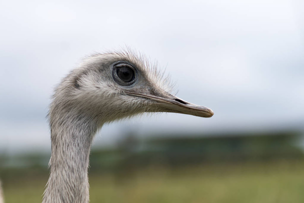 Primer plano de una cabeza de avestruz blanca y gris con grandes ojos negros
 - Foto, imagen