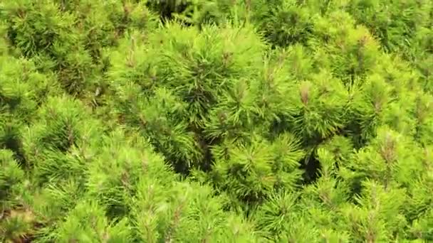 Hermoso arbusto decorativo verde denso de pino enano de montaña primer plano balanceándose en el viento
 - Imágenes, Vídeo
