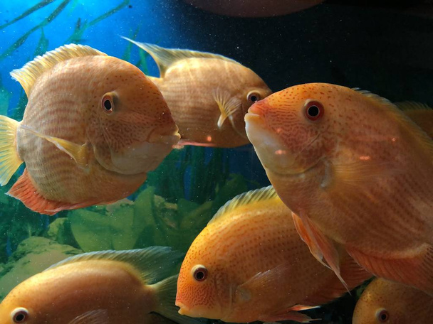 Великі помаранчеві риби в акваріумній воді
 - Фото, зображення