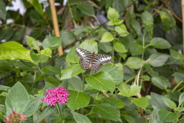 American Painted Lady vlinder (Vanessa virginiensis) op blad. Natuurlijke groene achtergrond met kopieerruimte. - Foto, afbeelding