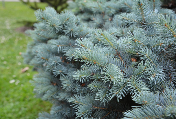  Colorado blue spruce branches as a textured background. Blue spruce, Colorado spruce or Colorado blue spruce, with the scientific name Picea pungens - Photo, Image