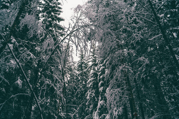 Trees strewn with snow in the winter forest. - Foto, Imagen
