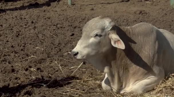 Uma vaca branca jaz no chão, e uma segunda vaca passa. Vaca nos espaços abertos da África - Filmagem, Vídeo