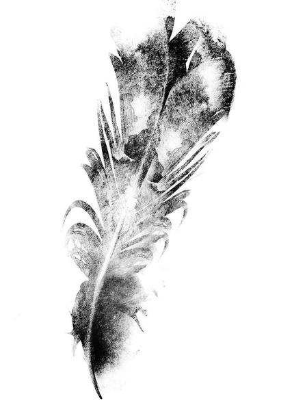 Black drawing of feather on white - Foto, afbeelding