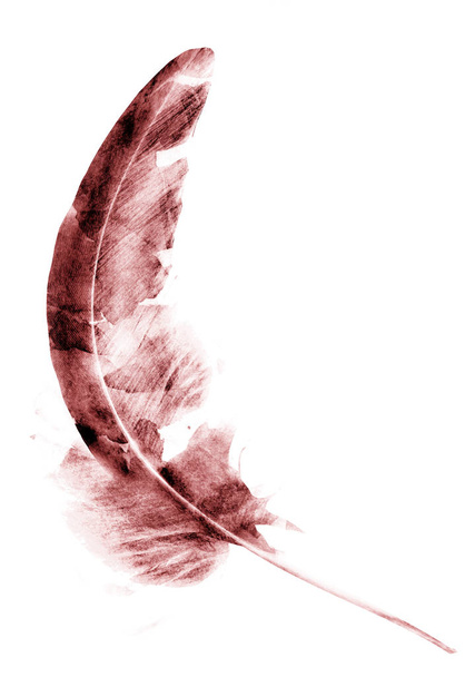 Black drawing of feather on white - Foto, Bild