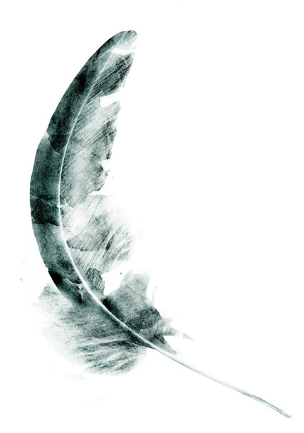 Black drawing of feather on white - Foto, afbeelding