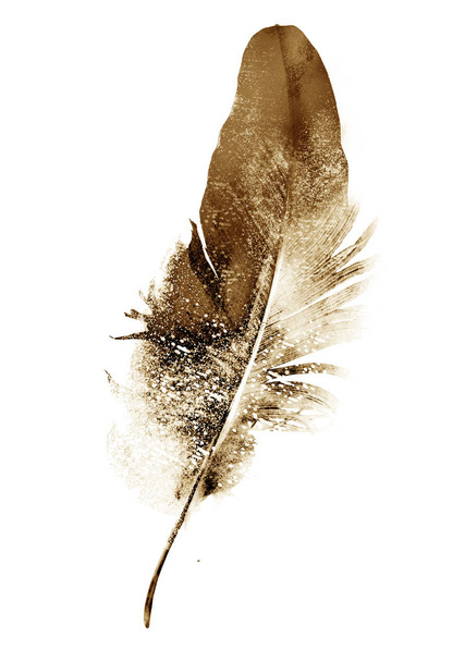 Black drawing of feather on white - 写真・画像