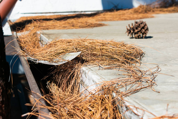 Canalón de techo obstruido con hojas, agujas de pino y escombros
 - Foto, Imagen