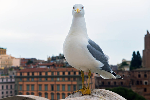 Macro portrait of seagull - Zdjęcie, obraz