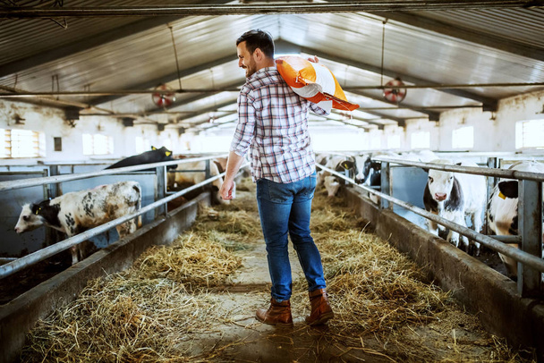 Rear view of handsome caucasian farmer in plaid shirt and jeans carrying sack with animal food over shoulder while walking in stable. - Photo, Image