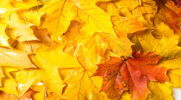 Jesienny obraz, jesienne liście klonu, różne kolory. Żółty,  - Zdjęcie, obraz