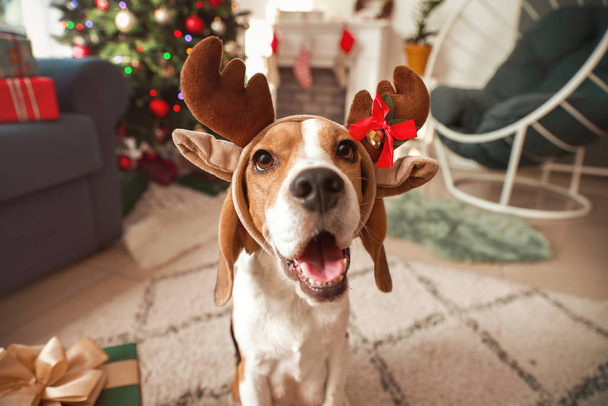Söpö koira peuran sarvet huoneessa koristeltu jouluksi
 - Valokuva, kuva