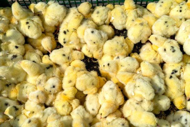 Много желтоватых нежных цыплят на продажу в пластиковой коробке на базаре в солнечный день. Вид сверху
. - Фото, изображение