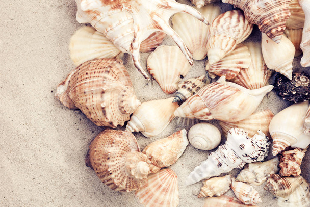 Seashells on the sand, summer beach background, travel concept . - Фото, изображение