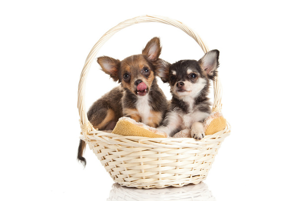 Chihuahua izolované na bílém pozadí - Fotografie, Obrázek