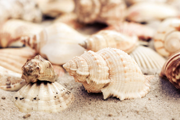 Seashells on the sand, summer beach background, travel concept . - Foto, afbeelding