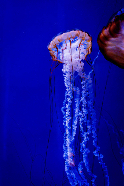 Chrysaora hysoscella, conhecida como medusas, natação
. - Foto, Imagem