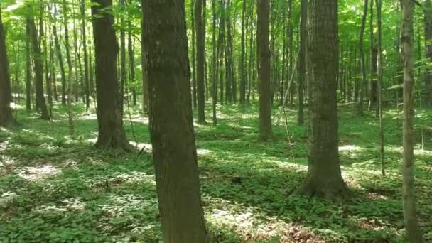 ein Spaziergang durch die Bäume eines hell erleuchteten Laubwaldes im Sommer - Filmmaterial, Video