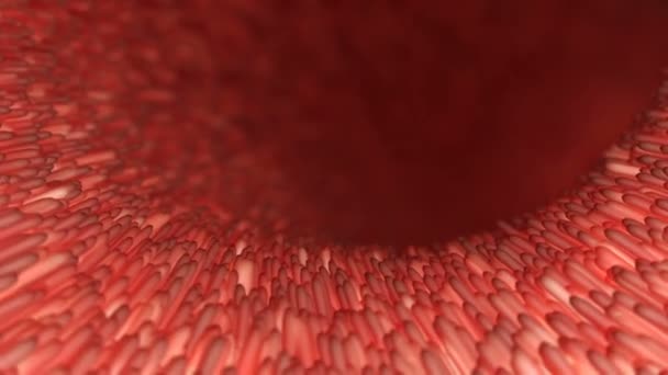 Realistické červené villi ve střevech pod mikroskopem. Střevní sliznice. Mikroskopické villi a kapilára. 3D s nemocným střevem pro koncepci designu. Gastrointestinální systém. - Záběry, video