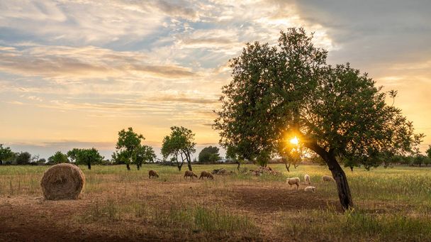 Paisagem rural adornada com espetacular céu do pôr-do-sol, com várias ovelhas, um palheiro e uma árvore como principal ponto de interesse
 - Foto, Imagem